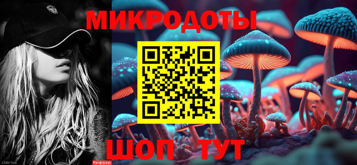 Псилоцибиновые грибы Psilocybe Ессентуки